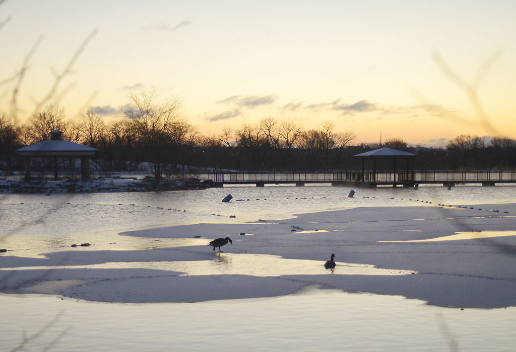 Geese walk and swim across a partially frozen Stephens Lake on the coldest day of the winter